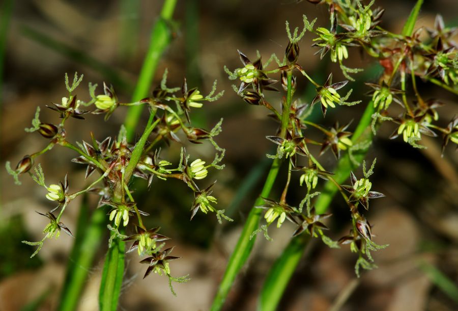 Bika chlupatá - Luzula pilosa - Biolekar.cz