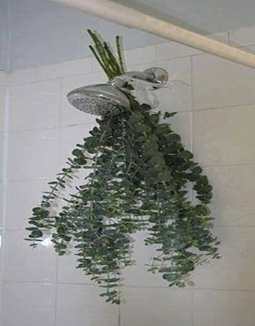 Eukalyptus - sprcha