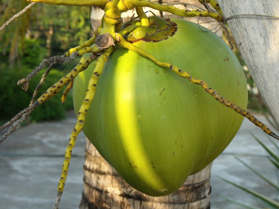 kokos na palmě