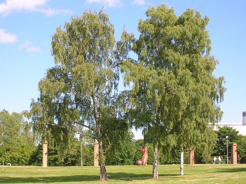 Bříza bradavičnatá – Betula verrucosa - Biolekar.cz